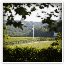 Paradocx Vineyard Winery