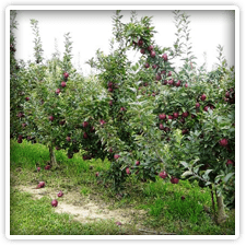 Apple Orchard near Elk Forge, Milburn's Orchard in Elkton