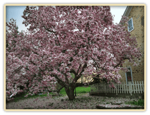 Pink Magnolia Tree at Elk Forge B&B in full bloom in March 2012