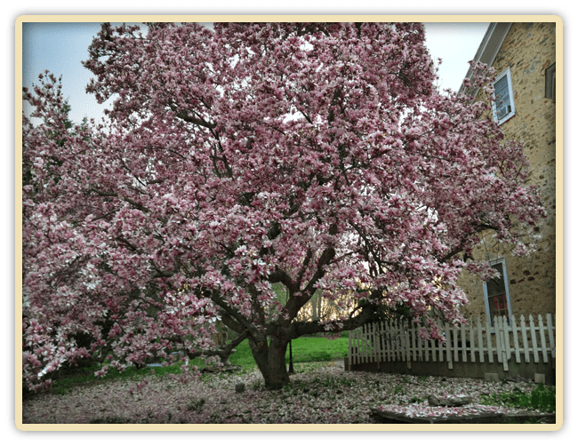 Pink Magnolia Tree at Elk Forge B&B in full bloom in March 2012
