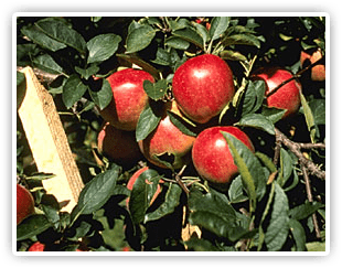 apple harvest weekend milburn orchards september 2012