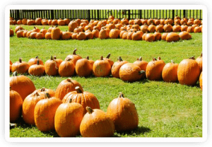pumpkin patch at milburn orchards in elkton maryland