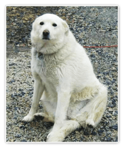pet friendly bed and breakfast in elkton maryland